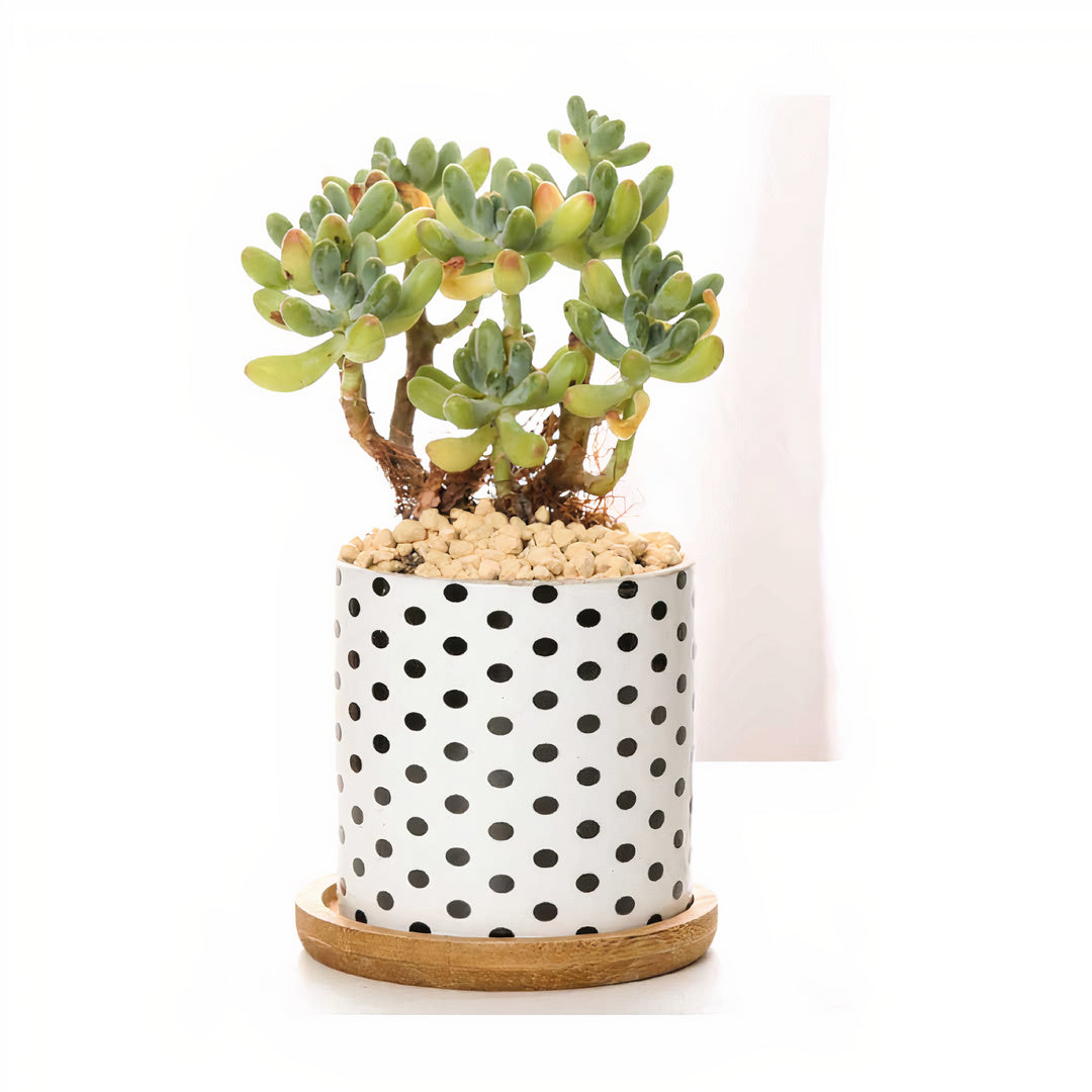 B&W Planters Set of 3-1