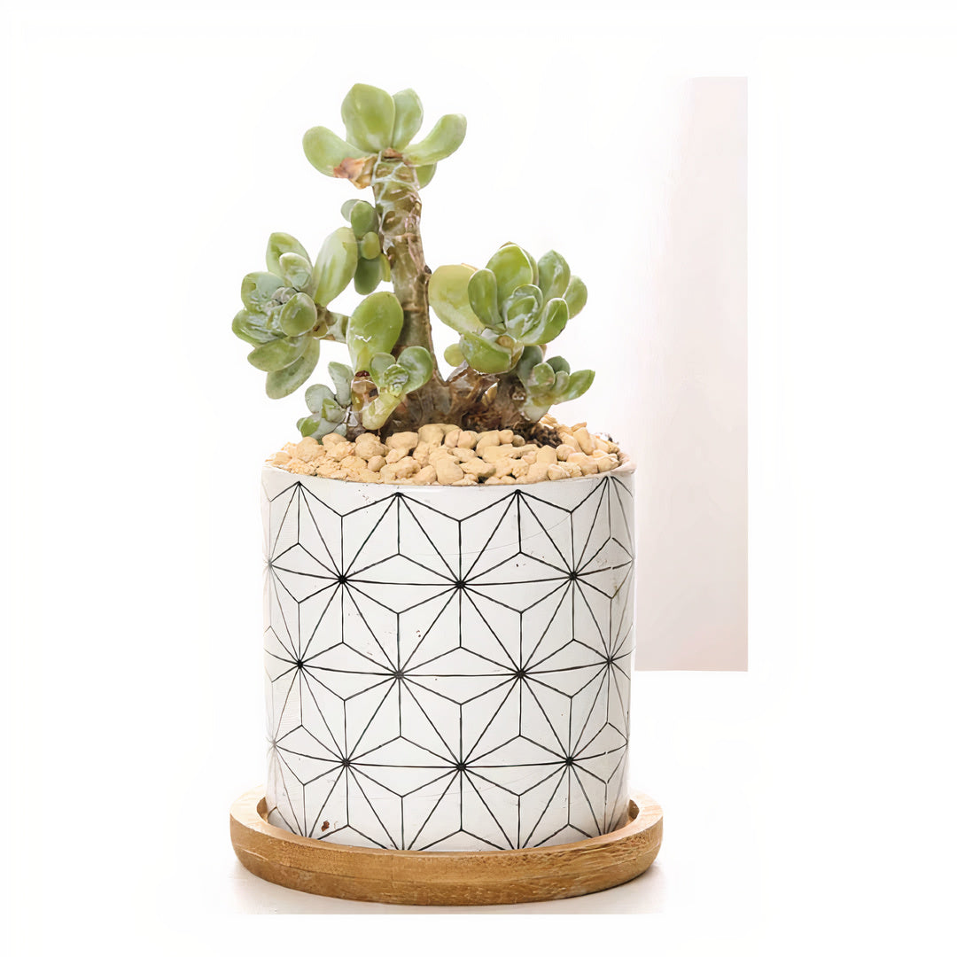 B&W Planters Set of 3-3